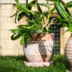 Terracotta plant pot with saucer, fish bone, large