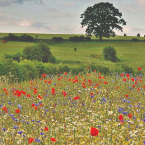 Greetings card "Wildflower Meadow" 16x16cm