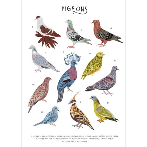 Greetings card "A-Z of Pigeons" 12x17cm