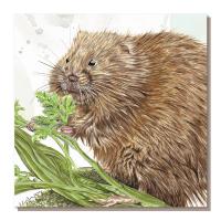 Greetings card, water vole