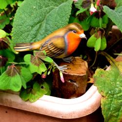 Robin on tree trunk