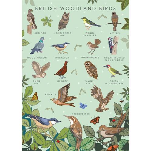 Greetings card "British woodland birds" 12x17cm