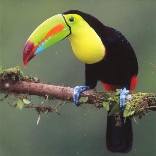 Greetings card "Keel-Billed Toucan" 16x16cm