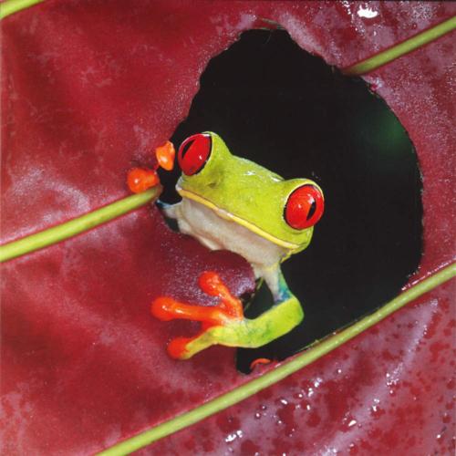 Greetings card "Frog" 16x16cm