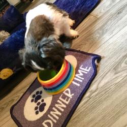 Rainbow dog bowl