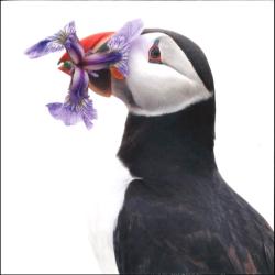 Greetings card "Puffin" 16x16cm